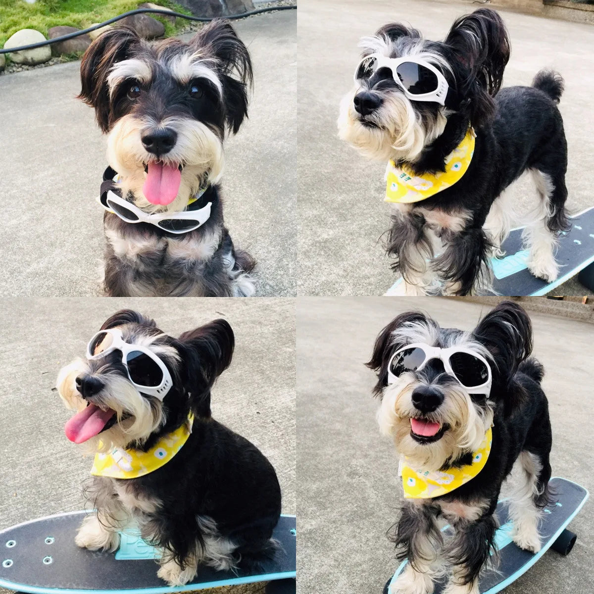 Colorful Dog Sunglasses Small Dog Goggles