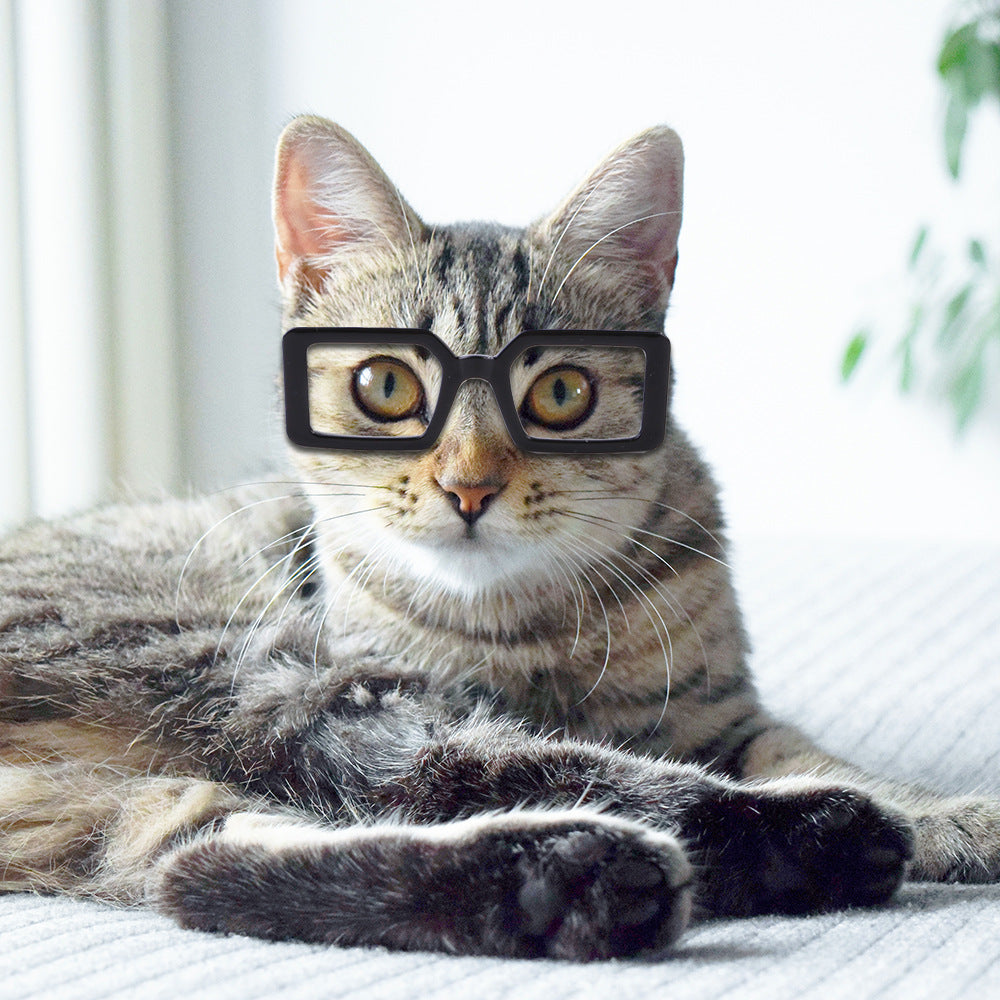 Plastic Transparent Sunglasses Cat Square Glasses