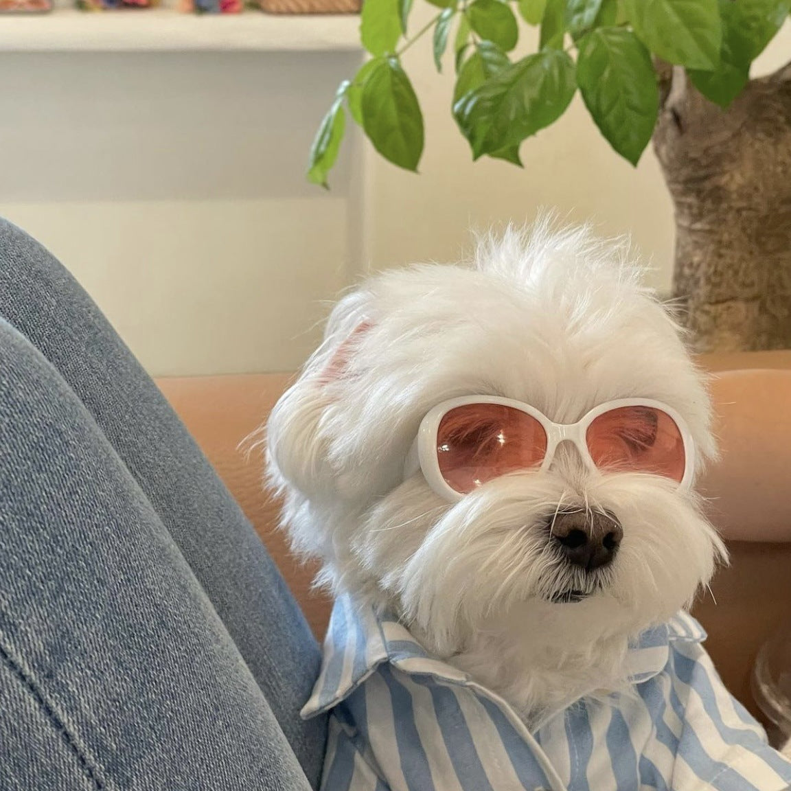 Chinese Butterfly Cool Pet Dog Cat Creative Sunglasses