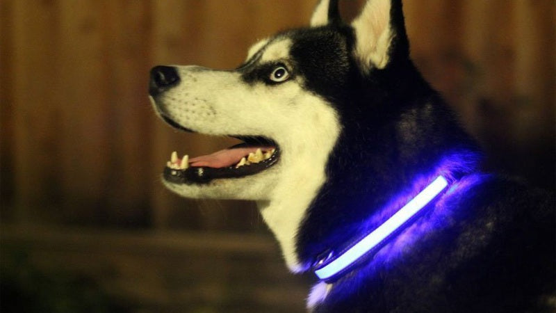 LED Light Up Dog Collar - [[Product type]] | Buffy's