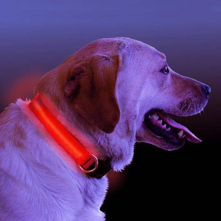 LED Light Up Dog Collar - [[Product type]] | Buffy's