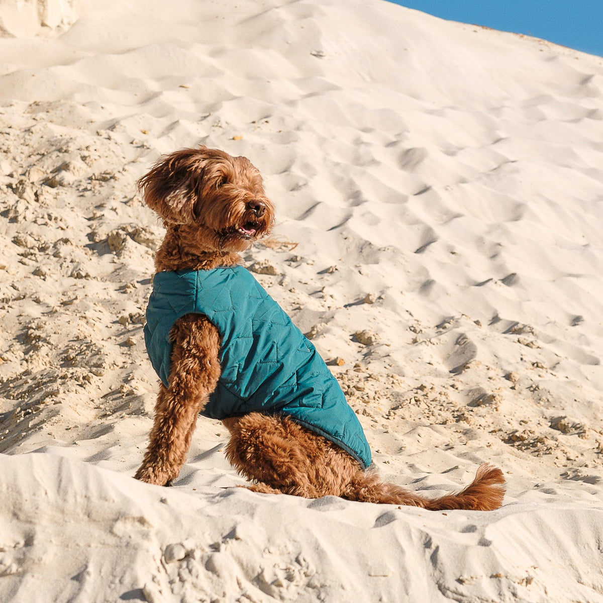 Sustainable Eco-Friendly Dog Jacket / Vest - Made in Ukraine - [[Product type]] | Buffy's