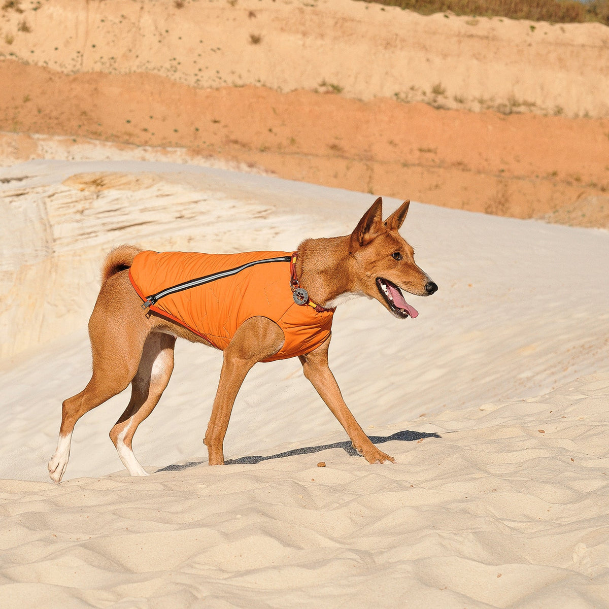 Sustainable Eco-Friendly Dog Jacket / Vest - Made in Ukraine - [[Product type]] | Buffy's