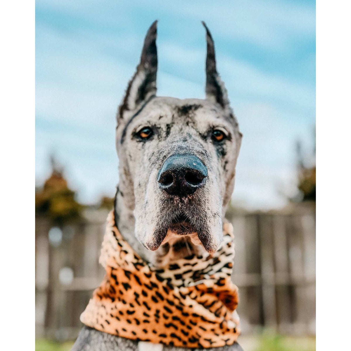 Chelsea Dog Scarf - [[Product type]] | Buffy's