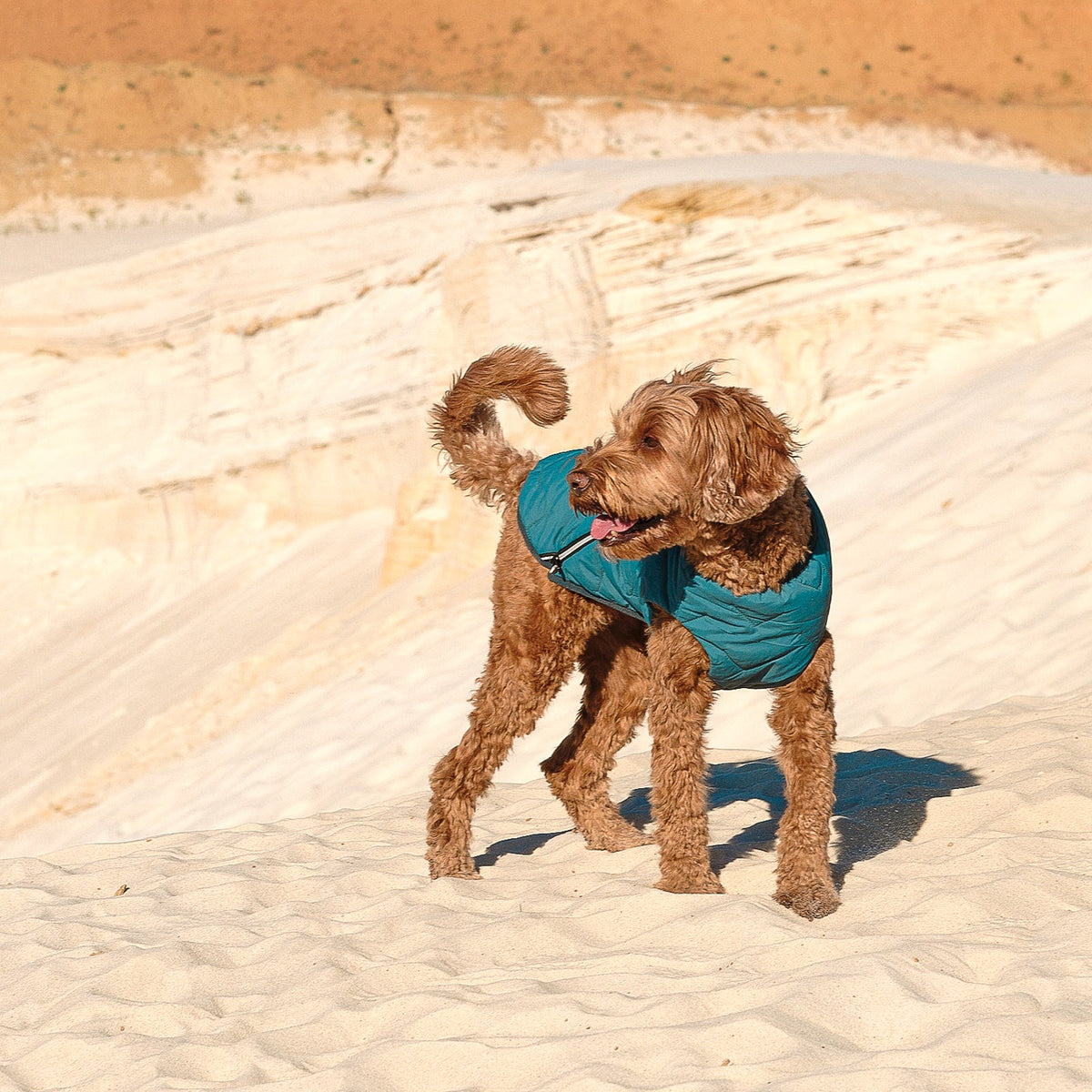 Sustainable Eco-Friendly Dog Jacket / Vest - Made in Ukraine - [[Product type]] | Buffy's