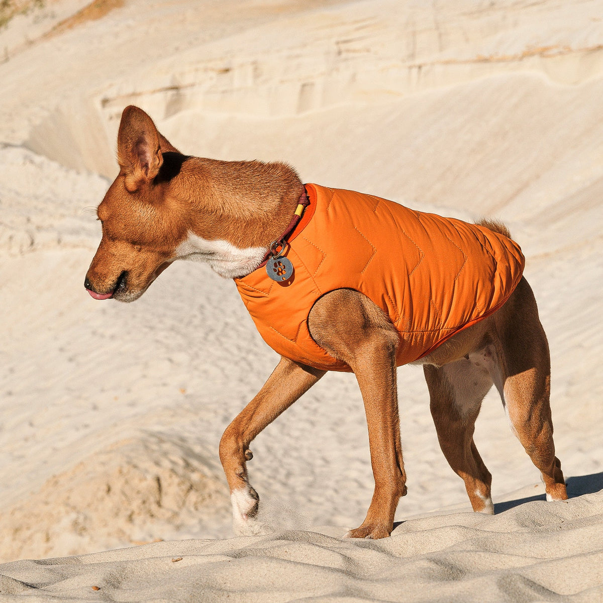 Sustainable Eco-Friendly Dog Jacket / Vest - Made in Ukraine - [[Product type]] | Buffy's