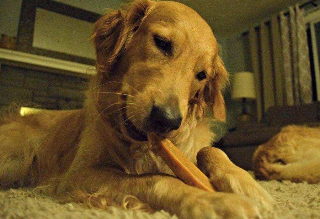 Gold Yak Chews for Large Dogs (1 lb to 5lb Bags) - [[Product type]] | Buffy's