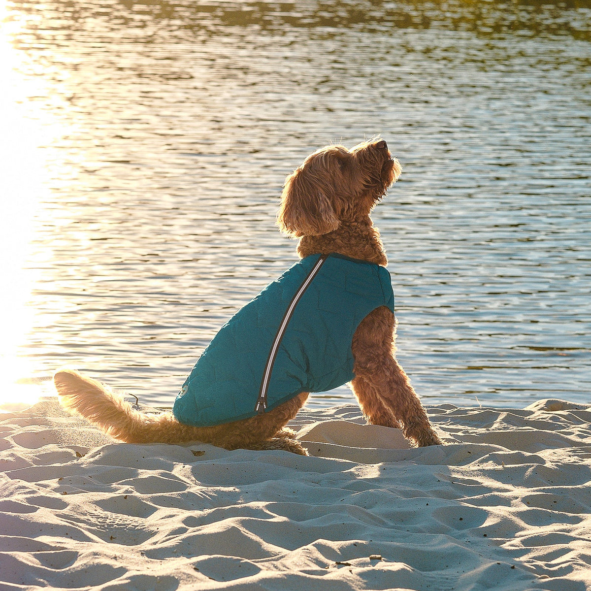 Sustainable Eco-Friendly Dog Jacket / Vest - Made in Ukraine - [[Product type]] | Buffy's