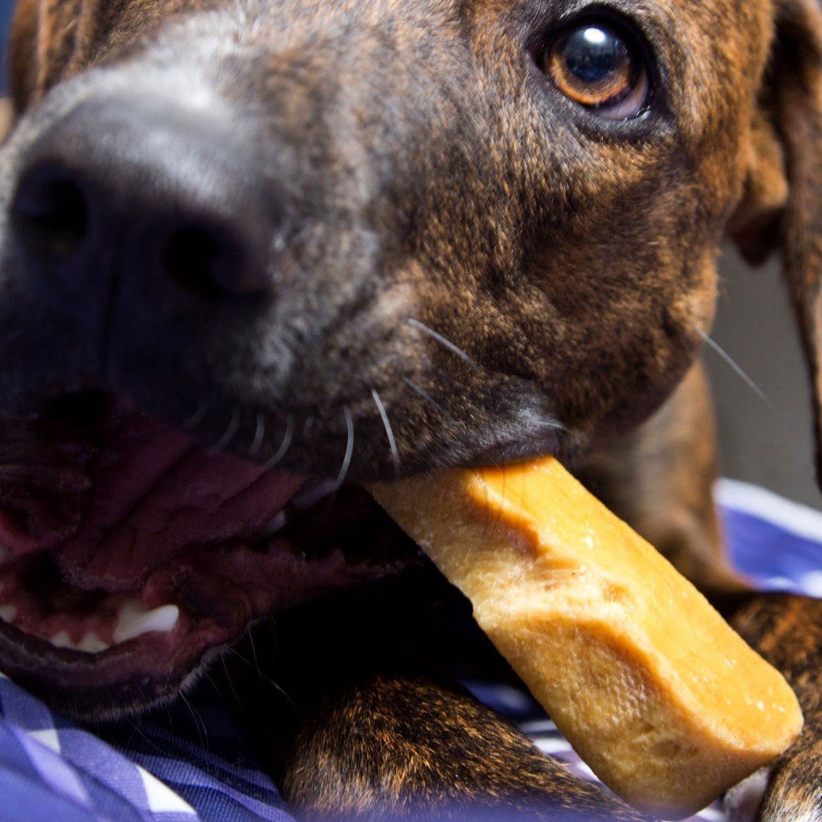 Gold Yak Chews for Large Dogs (1 lb to 5lb Bags) - [[Product type]] | Buffy's