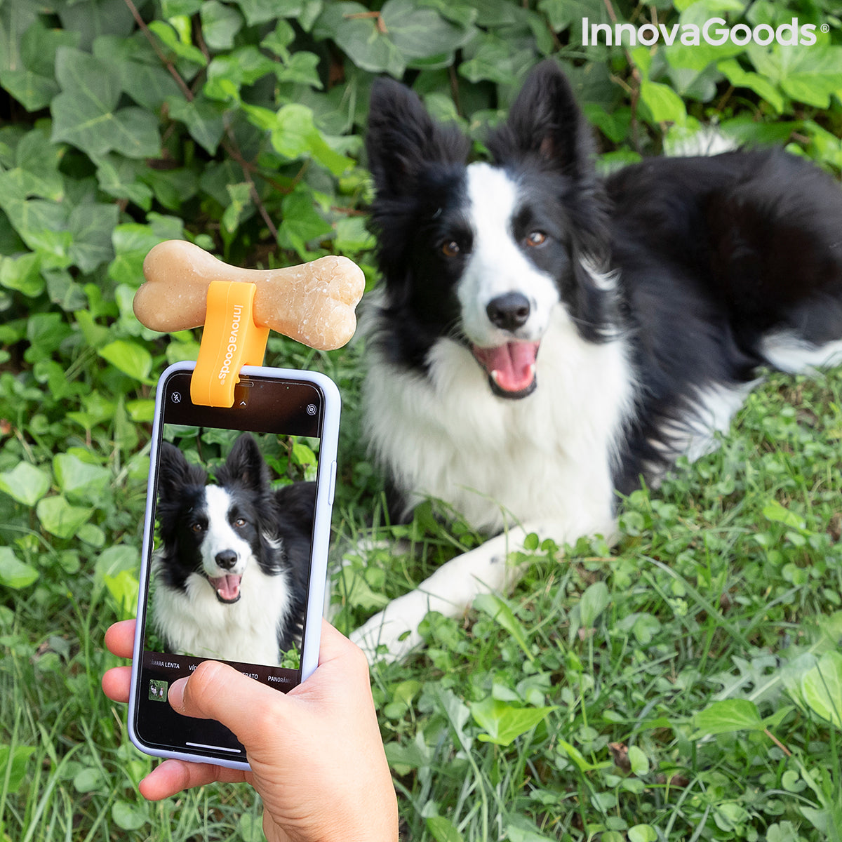 Selfie Clip for Pets Pefie InnovaGoods - [[Product type]] | Buffy's