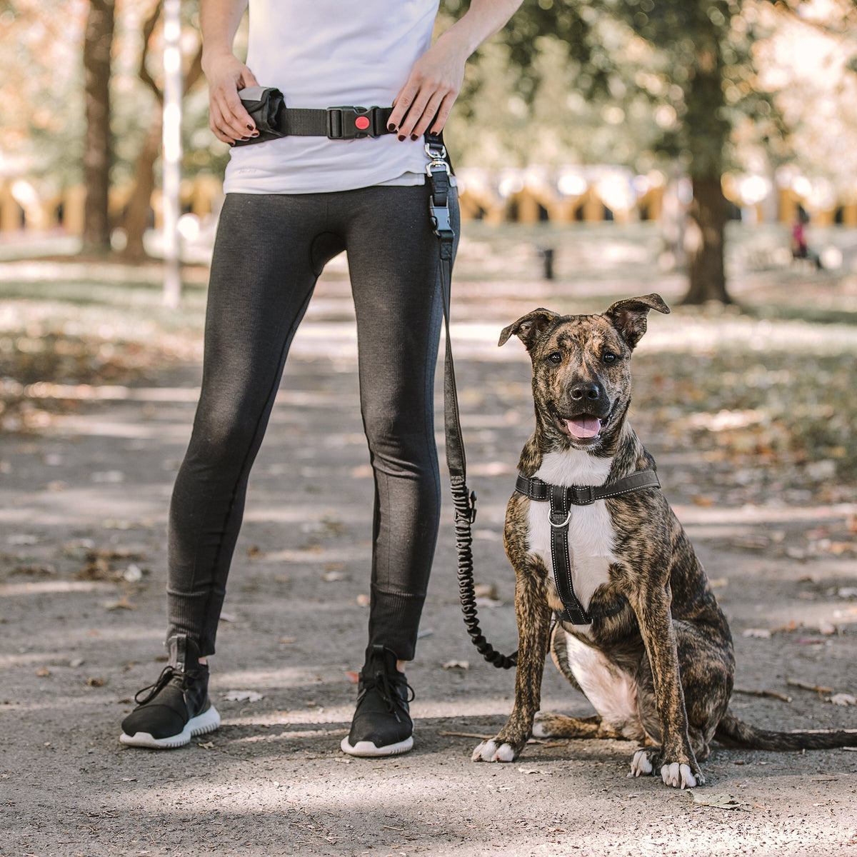 Waist Belt & Bungee Leash - [[Product type]] | Buffy's