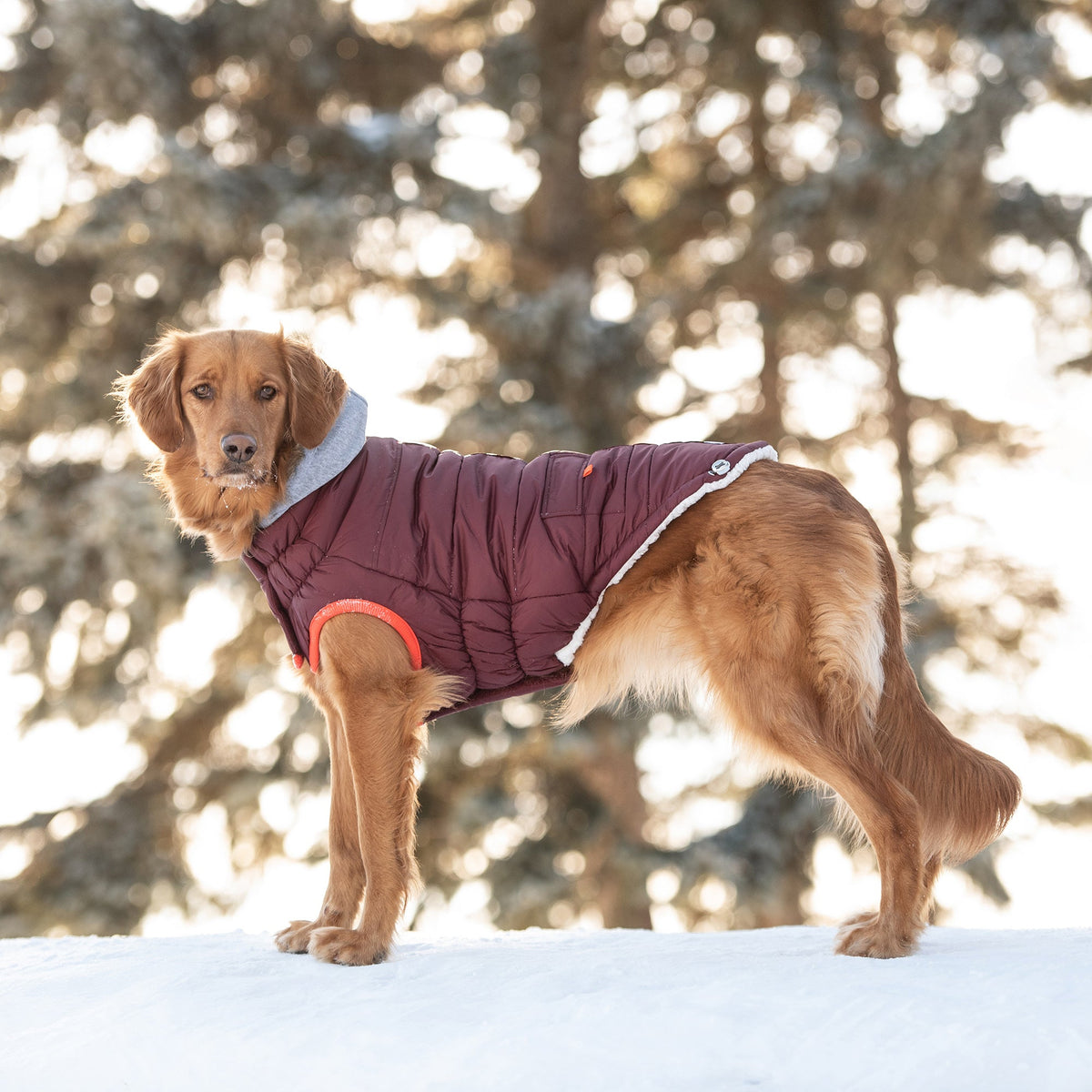 Winter Sailor Parka - Burgundy - [[Product type]] | Buffy's