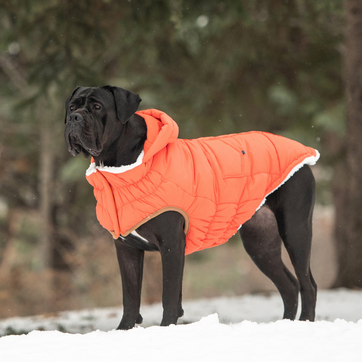 The Puff Parka - Orange - [[Product type]] | Buffy's