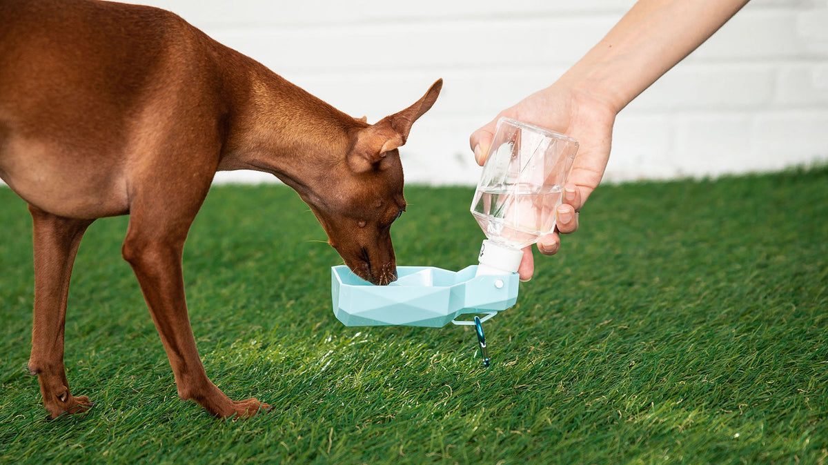 Water Bottle - [[Product type]] | Buffy's