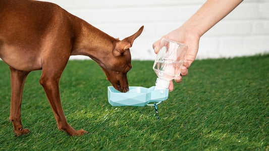 Water Bottle - [[Product type]] | Buffy's