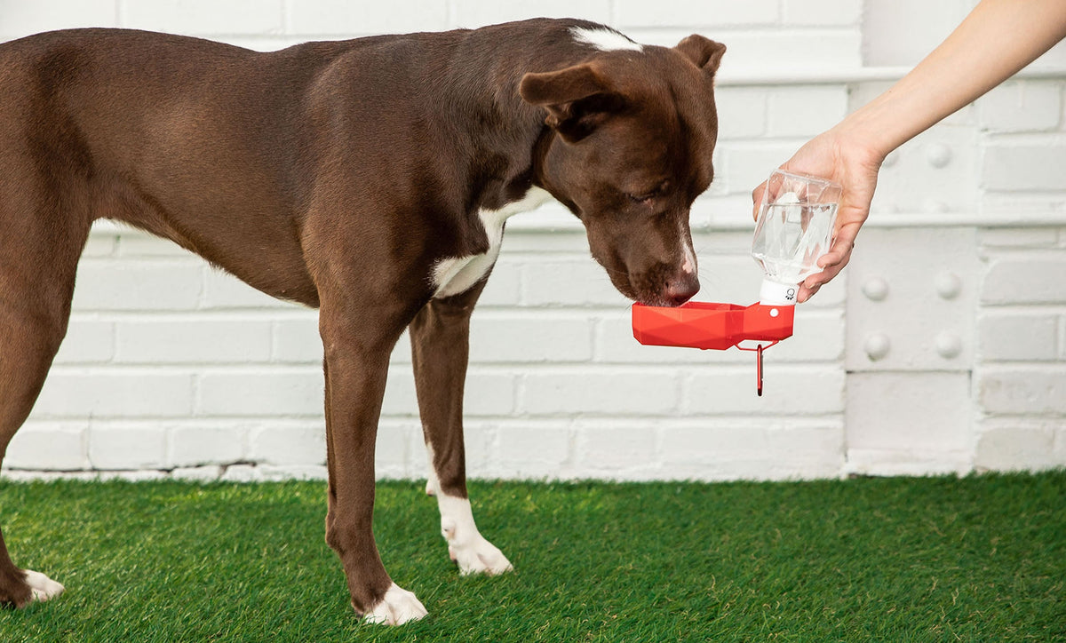 Water Bottle - [[Product type]] | Buffy's