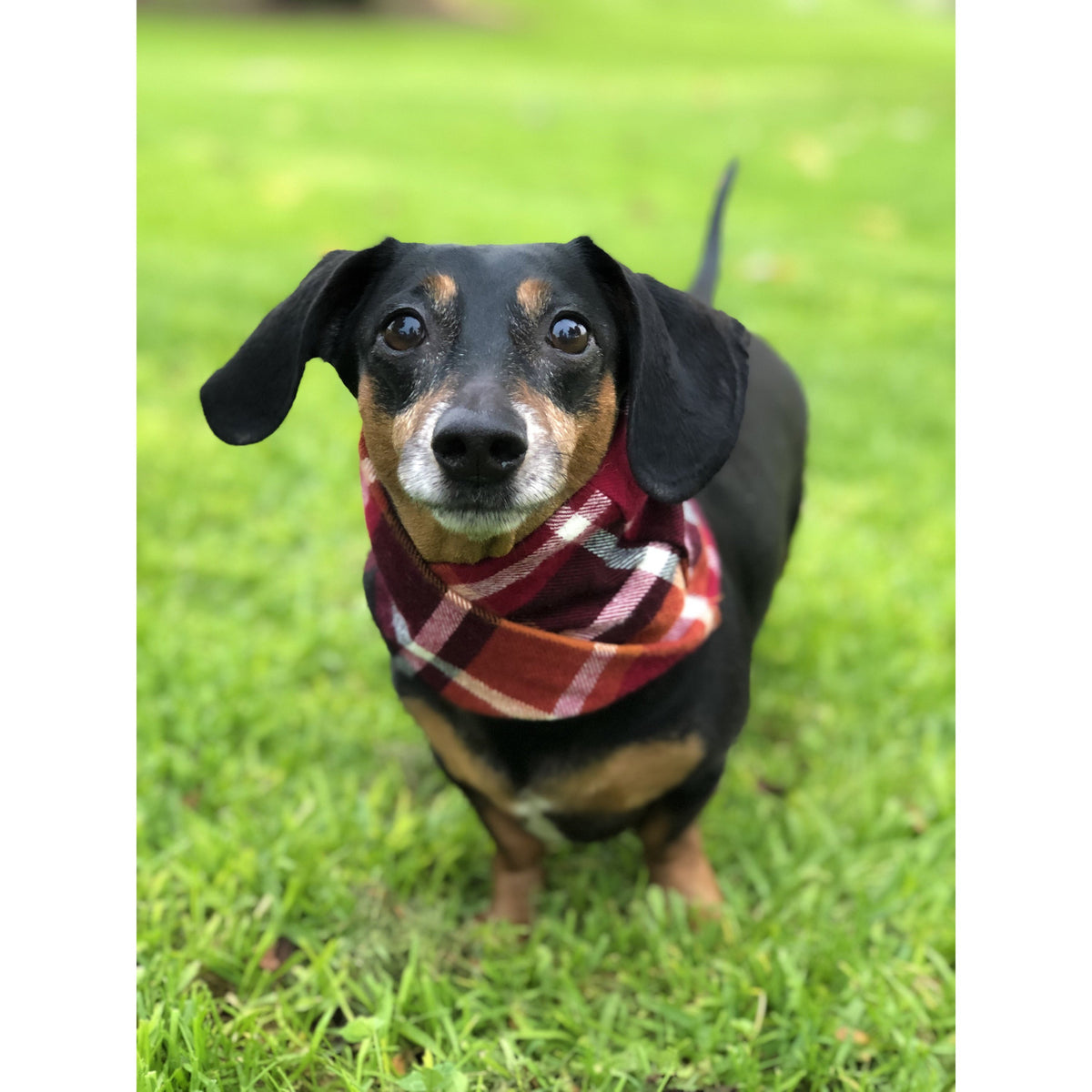 Spice Latte - Dog Scarf - [[Product type]] | Buffy's