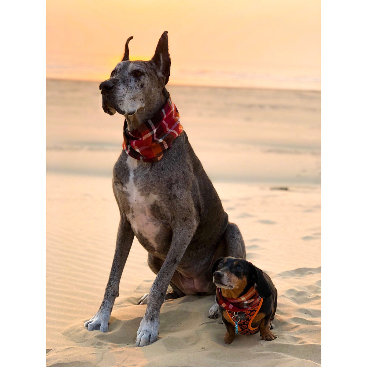 Spice Latte - Dog Scarf - [[Product type]] | Buffy's