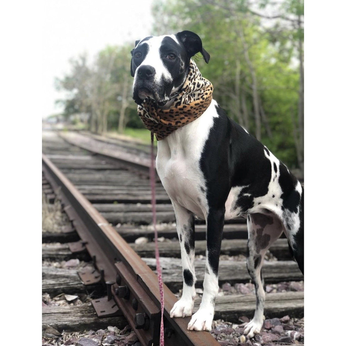 Chelsea Dog Scarf - [[Product type]] | Buffy's