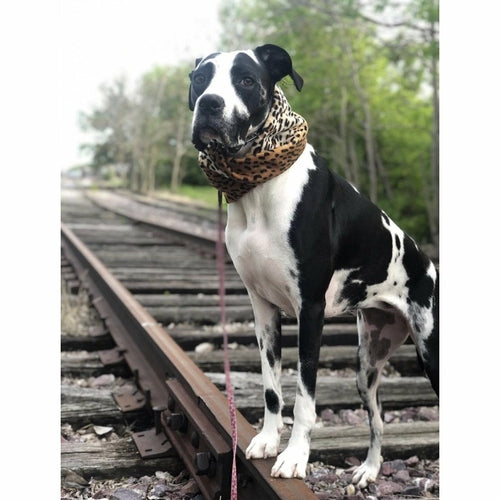 Chelsea Dog Scarf - [[Product type]] | Buffy's