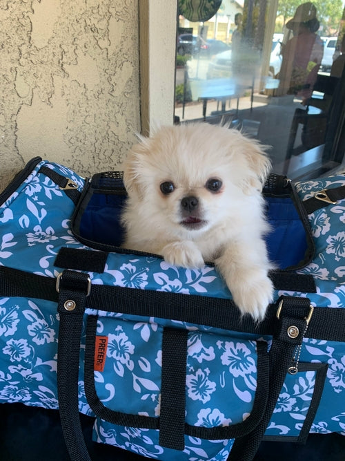 312 Hideaway™ Duffel - Pet Carrier - [[Product type]] | Buffy's