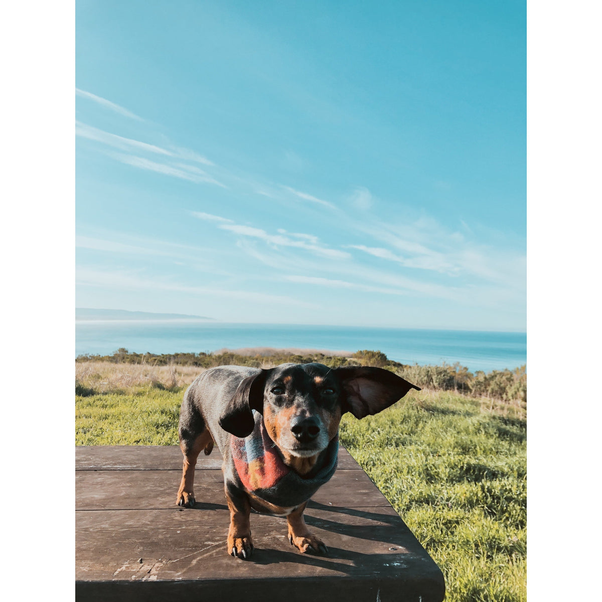 Sequoia Dog Scarf - [[Product type]] | Buffy's