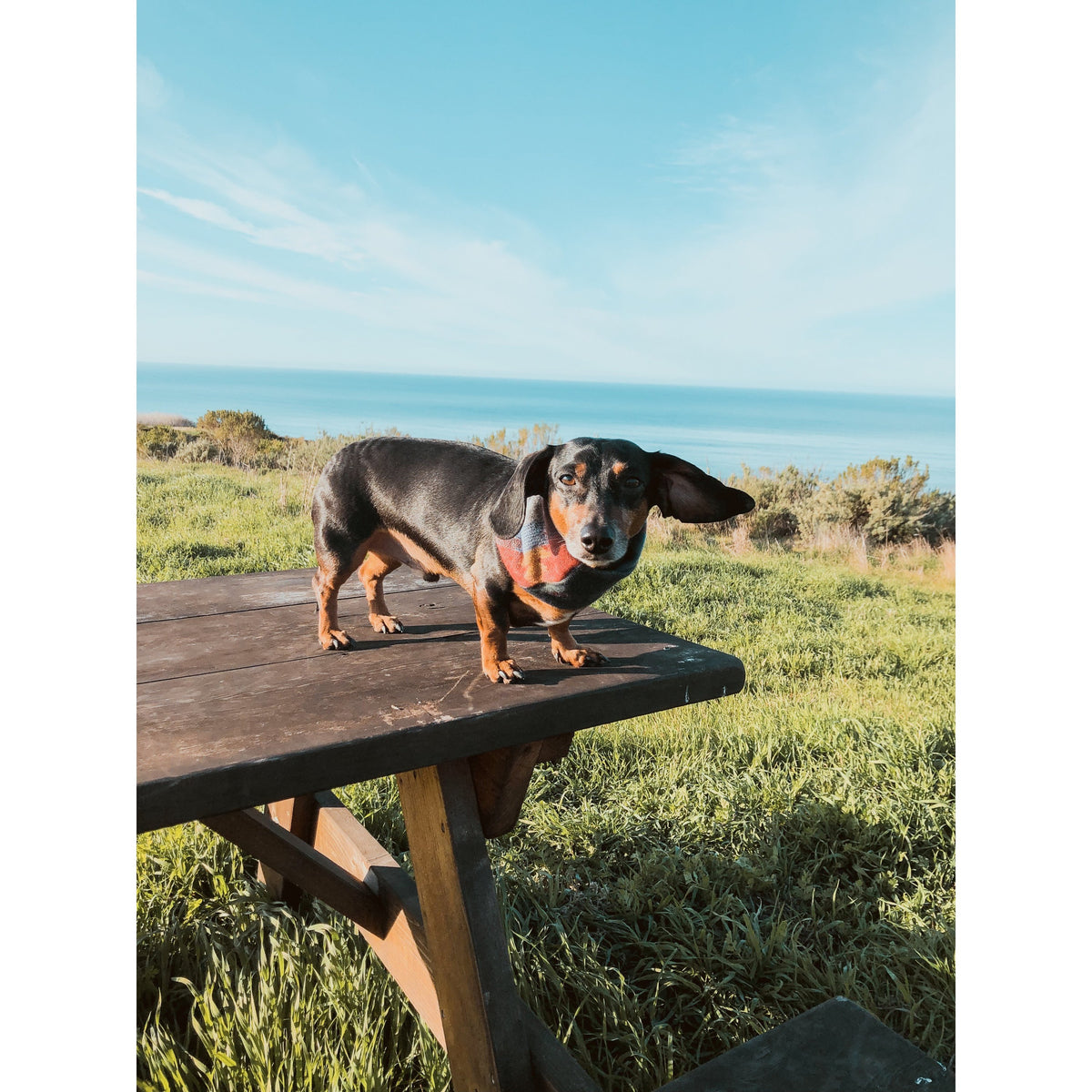 Sequoia Dog Scarf - [[Product type]] | Buffy's