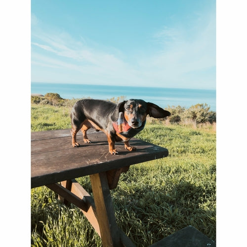 Sequoia Dog Scarf - [[Product type]] | Buffy's