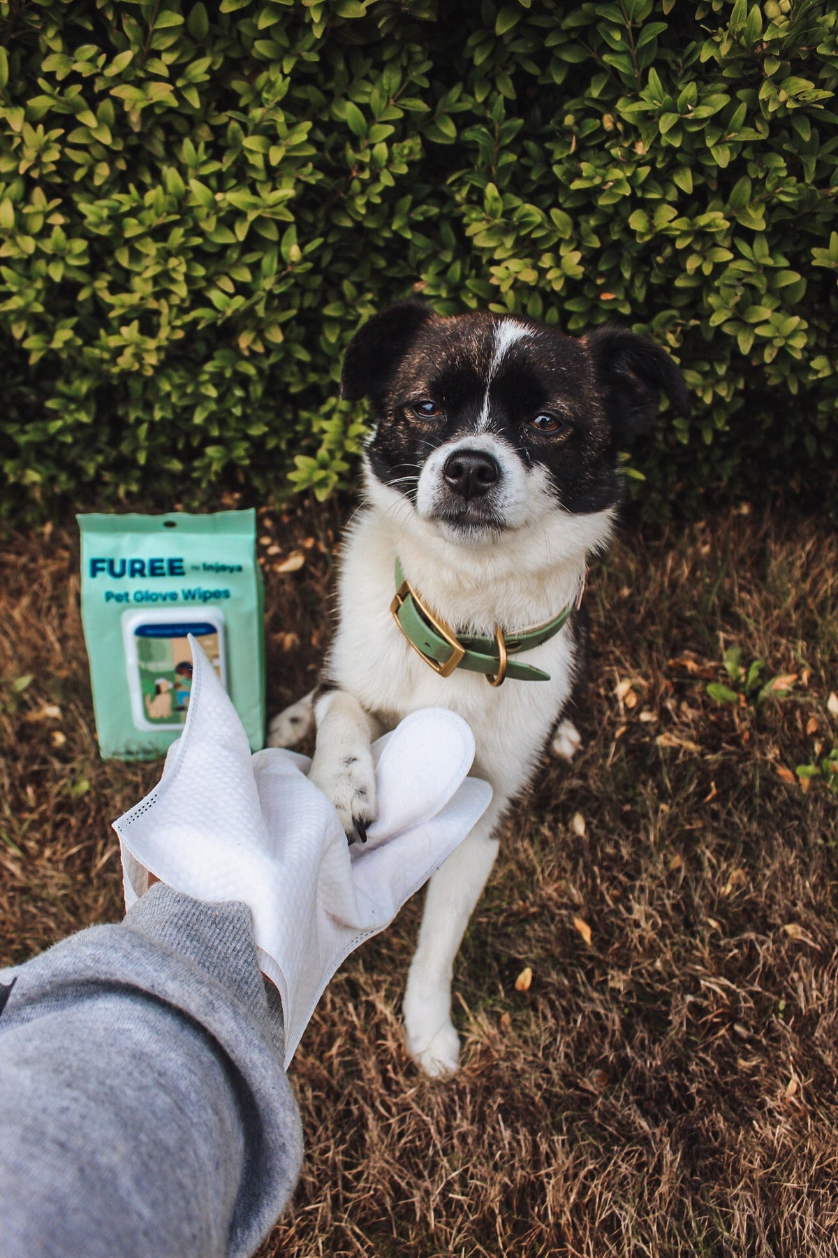 Pet Glove Wipes - [[Product type]] | Buffy's