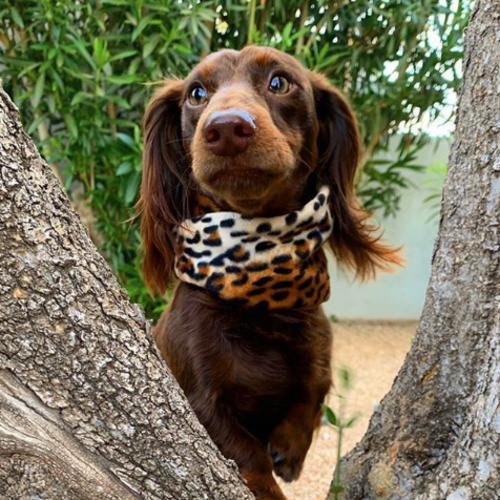 Chelsea Dog Scarf - [[Product type]] | Buffy's
