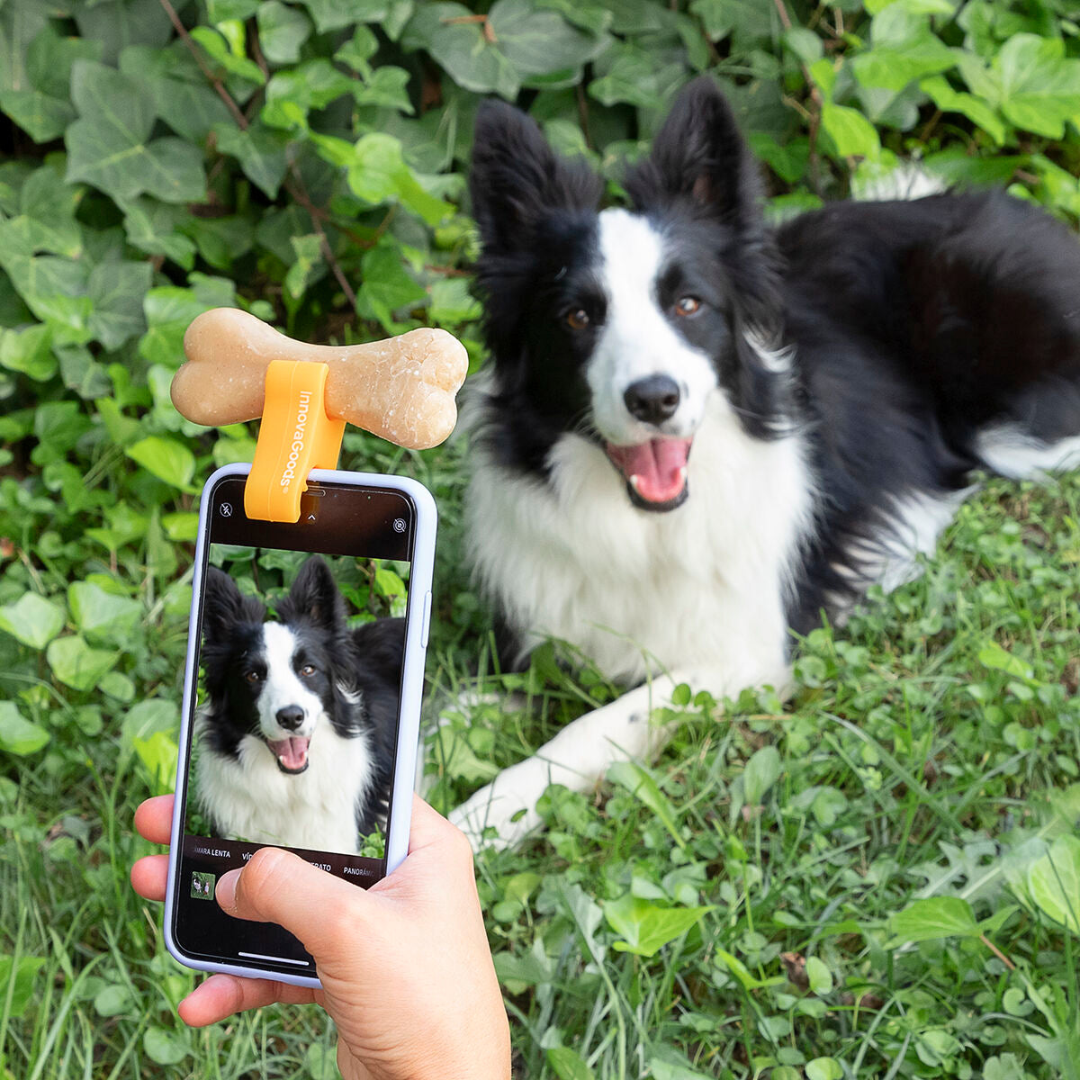 Selfie Clip for Pets Pefie InnovaGoods - [[Product type]] | Buffy's
