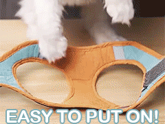 Adjustable Cat Harness With Leash Set Reflective Vest Pet Harnesses - [[Product type]] | Buffy's