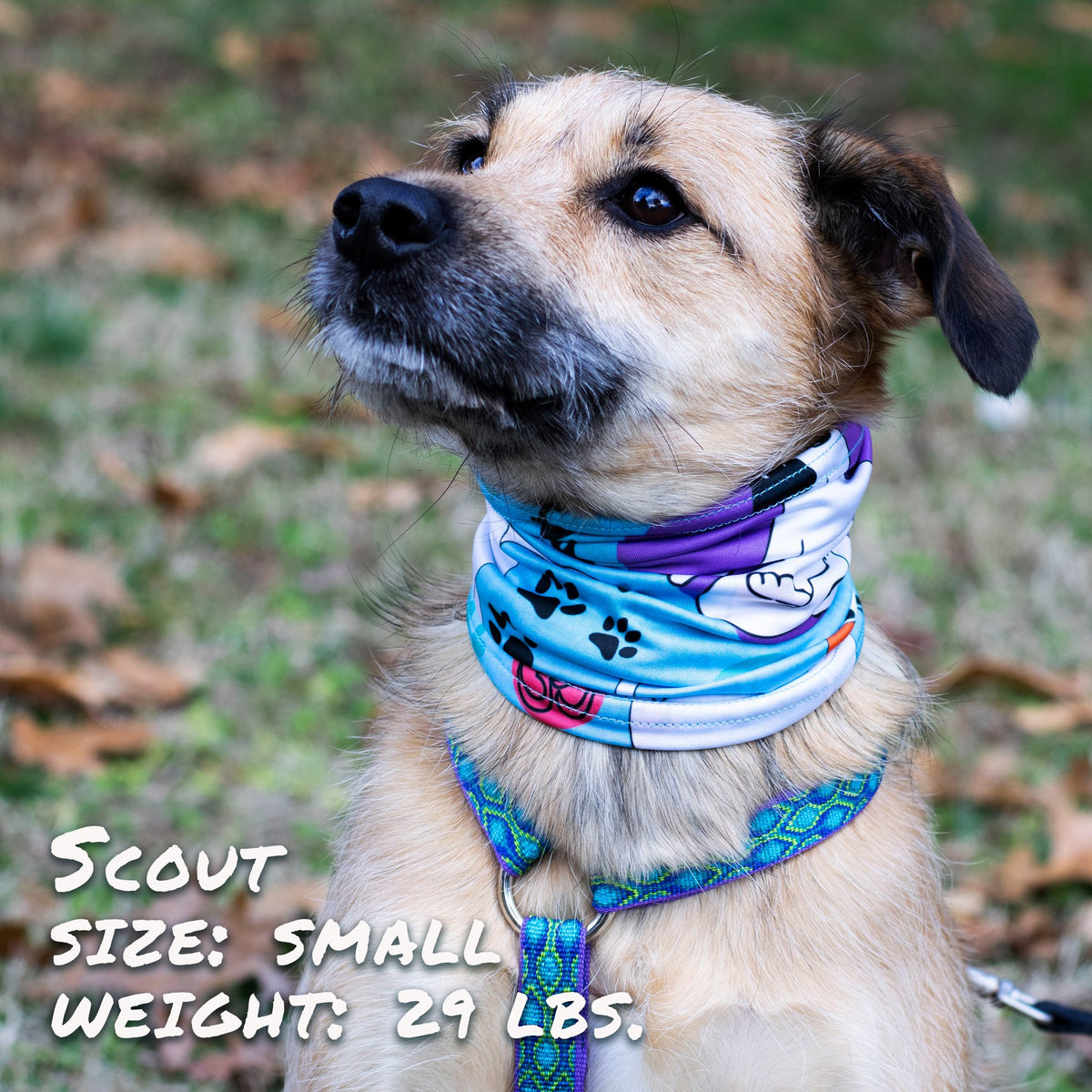 Yogadog Pup Scruff - [[Product type]] | Buffy's
