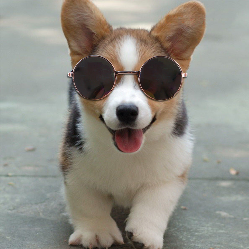 Cute Dog Sunglasses Pet Sunglasses