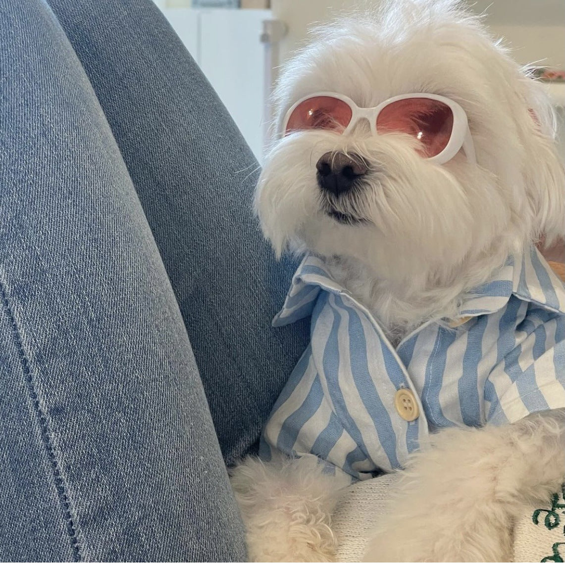 Chinese Butterfly Cool Pet Dog Cat Creative Sunglasses